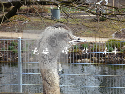 老婆離婚無效紀景年