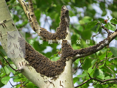 老婆離婚無效蘇婉年txt