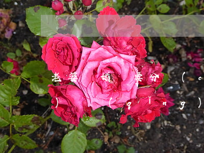 老婆離婚還要分財(cái)產(chǎn)嗎(請(qǐng)問(wèn)我離婚了還能分財(cái)產(chǎn)嗎)