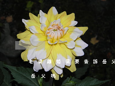 老婆離婚需要告訴岳父嗎(老婆離婚需要告訴岳父嗎)