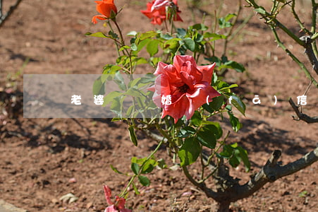 老婆鬧離婚發(fā)信息不回