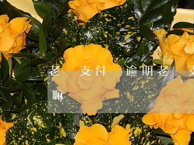 老媽支付寶逾期(老媽支付寶逾期會影響兒女嘛)