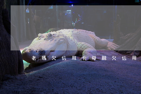 老媽欠信用卡(母親欠信用卡)