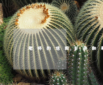 老师的信用卡逾期(老师欠信用卡会开除吗)