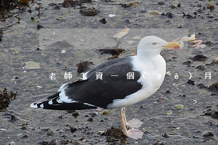 老師工資一個(gè)月多少錢