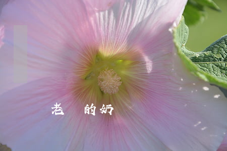 老師的奶頭