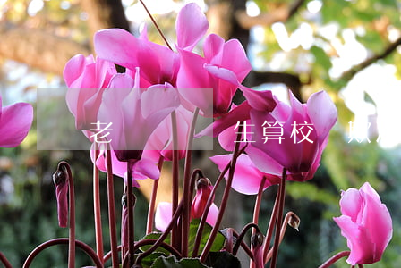 老師針對學生算校園欺凌嗎