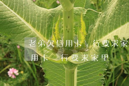 老弟欠信用卡銀行要求家里償還-老弟欠信用卡銀行要求家里償還怎么辦