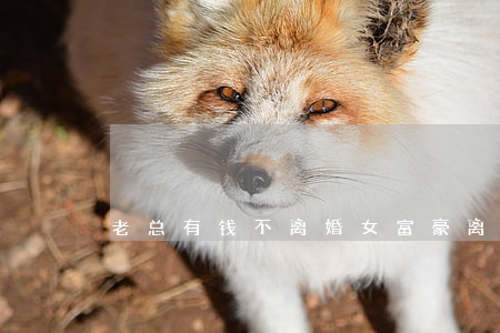 老总有钱不离婚(女富豪离婚200亿)