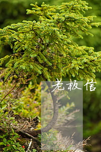 老板信用卡逾期(我信用卡逾期了)