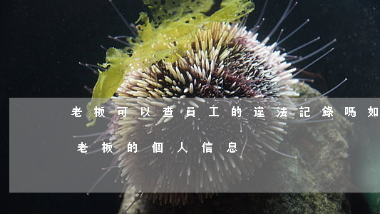 老板可以查員工的違法記錄嗎(如果查到公司老板的個人信息)