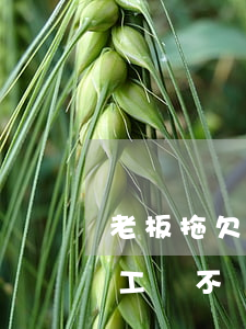 老板拖欠員工工資不給怎么辦(老板拖欠員工工資不給怎么辦打什么電話)