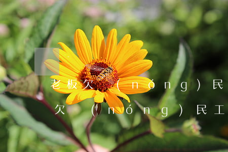 老板欠農(nóng)民工資怎么打欠條(拖欠農(nóng)民工工資有欠條怎么辦)