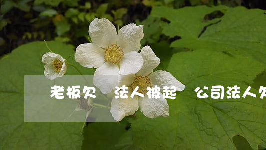 老板欠錢法人被起訴(公司法人欠錢)