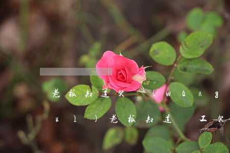 老板知道欠網(wǎng)貸怎么面對(duì)(老板知道員工欠網(wǎng)貸)