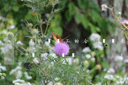 老板與員工的合同糾紛(老板不和員工簽合同觸犯哪條規(guī)定)