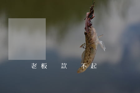 老板貸款還不起