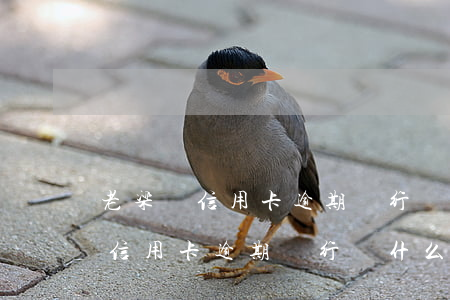 老梁說信用卡逾期銀行為什么不怕-老梁說信用卡逾期銀行為什么不怕投訴