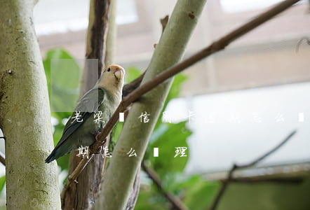 老梁講信用卡逾期怎么處理(老梁講信用卡逾期怎么處理)