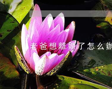 老爸想離婚了怎么辦