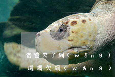 老爸欠了網(wǎng)貸死了以后女兒要還嗎(欠網(wǎng)貸人死了要兒子還嗎)