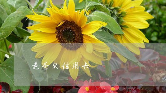 老爸欠信用卡錢
