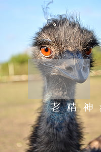 老精神病人還不起貸款