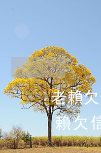 老賴欠信用卡會(huì)影響子女嗎-老賴欠信用卡會(huì)影響子女嗎知乎