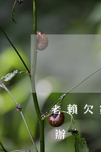 老賴欠銀行信用卡的錢 老賴欠銀行的錢怎么辦