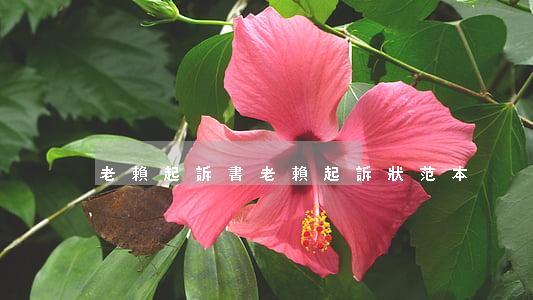 老賴起訴書(老賴起訴狀范本)
