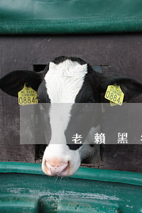 老賴黑名單(老賴黑名單是永久的嗎)