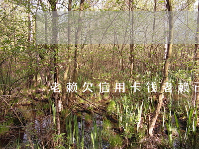 老赖欠信用卡钱(老赖已有的信用卡会不会停)