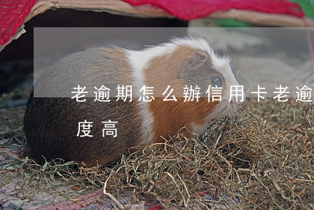 老逾期怎么辦信用卡(老逾期怎么辦信用卡額度高)