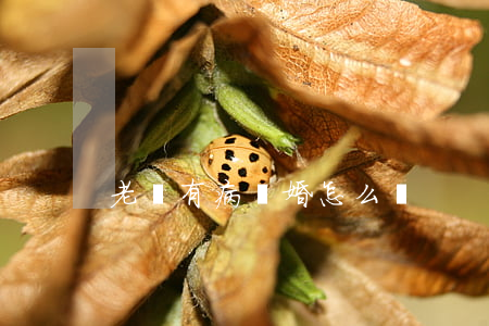 老頭有病離婚怎么辦