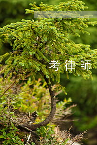考律師的條件與要求(律師考試的報考條件)