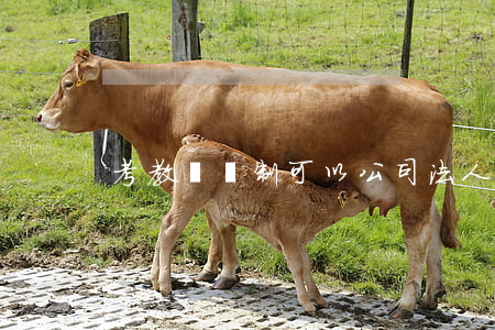 考教師編制可以公司法人嗎
