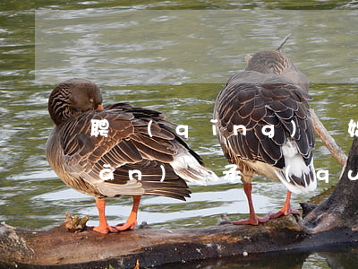 聘請(qǐng)離婚繼承律師(房產(chǎn)繼承權(quán)律師)