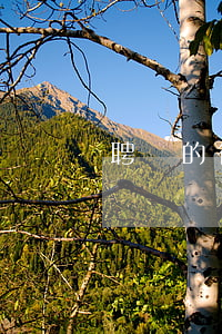 聘請的律師不負責(zé)任怎么辦