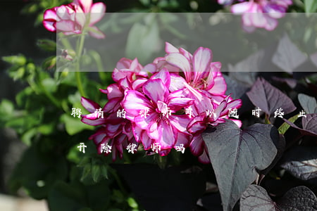 聘请的律师可以随时终止吗(律师事务所可以开除律师吗)