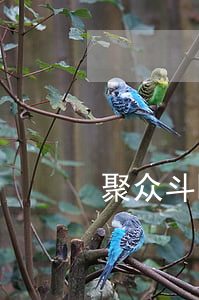 聚众斗殴立案条件(聚众斗殴满足什么条件)