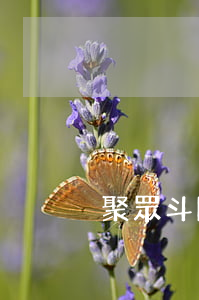 聚眾斗毆可以不追究持械嗎