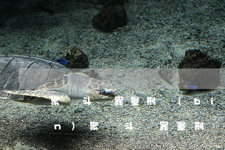 聚眾斗毆罪量刑標(biāo)準(zhǔn)(聚眾斗毆罪量刑標(biāo)準(zhǔn)沒動(dòng)手)