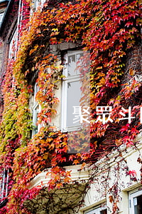 聚眾斗毆認(rèn)定組織者的要件