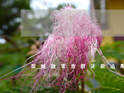 聚鯨融常青樹貸款逾期