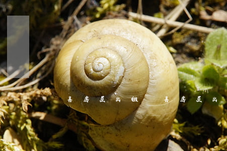 聞喜房屋出租(聞喜房屋出租)