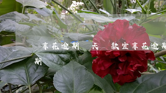 職享花逾期兩天還款(宜享花逾期一天會有逾期記錄嗎)