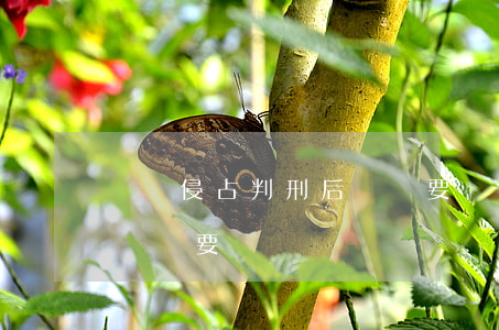 職務侵占判刑后錢還要還嗎(職務侵占判刑后錢還要還嗎)