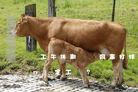 職工午休期間與同事打球受傷，能否認(rèn)定工傷？