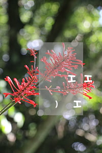 職工工傷評級標(biāo)準(zhǔn)（工傷鑒定機(jī)構(gòu)）