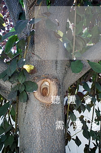 聽證會(huì)請(qǐng)律師一般需要多少錢(聽證會(huì)費(fèi)用)